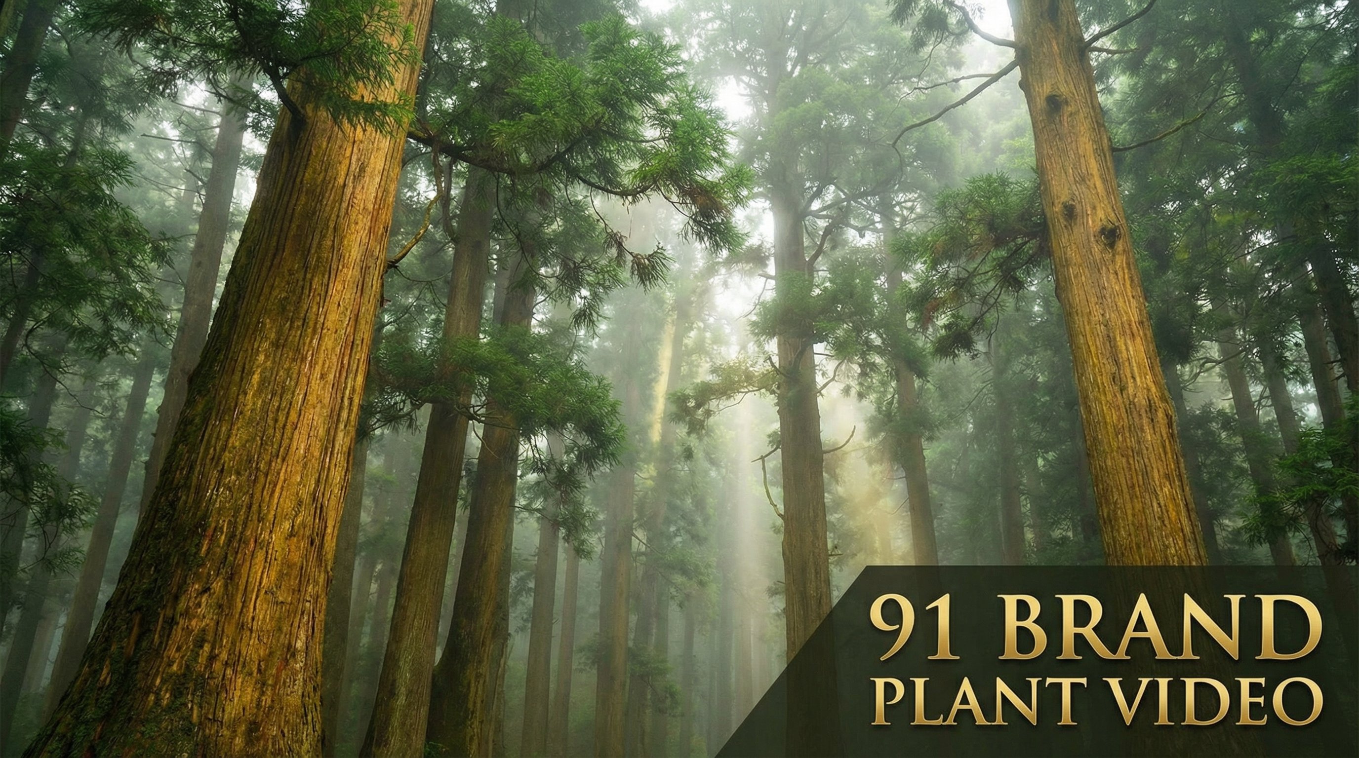 国产视频植物视频